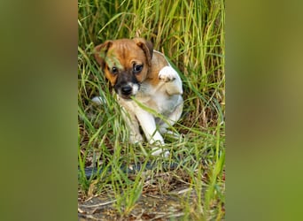 Jack Russell Terrier Welpe (Rüde) abzugeben!