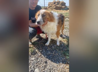 Wunderschöner „Hope“ Collie Mix ca. 6 Jahre auf der Suche nach dem Glück