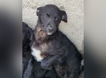 Elsie ❤️ süßes, verspieltes Hundemädl
