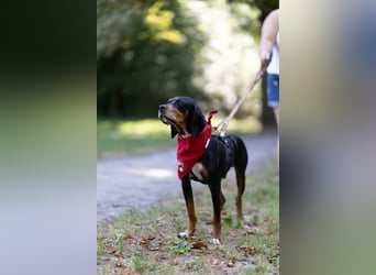 Liebevoller Jack sucht ein Zuhause
