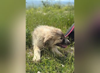 Liesa sucht ihr großes Glück