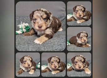 Aussiedoodle Traum ! Bezaubernde Welpen in tollen Farben aus erfahrener+überprüfter Familienaufzucht