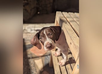 Cosmo sucht sein Glück