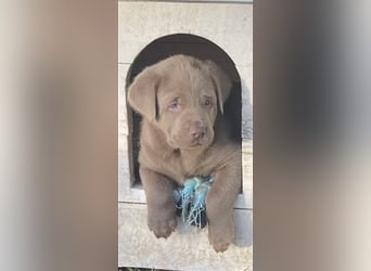 Labrador Welpen in der Farbe Silber mit Ahnentafel!