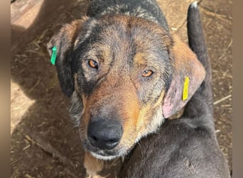 ♥SINA♥ hübsche, zu dünne, ganz liebe Hündin, die wegen des Tierheimstresses resigniert 49 cm