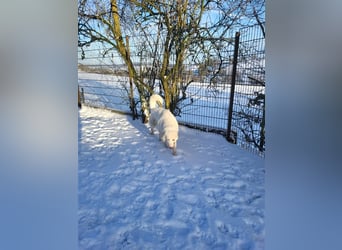 Erna wartet in Tierpension Tannenhof 54597 Wallersheim