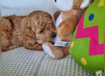 Zwergpudel Hündin in fawn