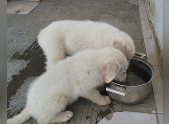 Welpe ♥Taavi♥ kleiner Kuschel-Eisbär