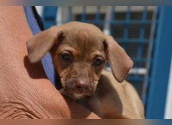 Galão, ein zarter Hundejunge, der Schutz und Geborgenheit sucht