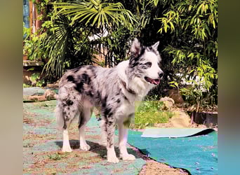 Traumhund: ruhiger & verschmuster Border Collie