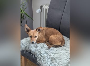 Greta und Helene, zwei süsse noch unerzogenen frechen Mäuse, nur im Doppelpack