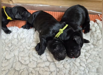 Schwarzer Flat Coated Retriever Rüdenwelpe