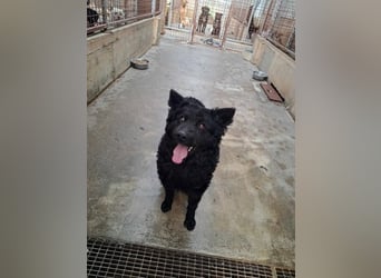 Pauli kroatischer Schäferhund Mischling Rüde sucht Zuhause oder Pflegestelle