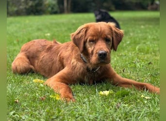 Chow-Chow-Retriever-Mix FELIX ❤️wartet in 53940 Hellenthal