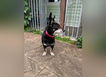 ♥LILA♥ neu auf Pflegestelle bei Köln - hübsche, ganz liebe kleine Hündin 35 cm