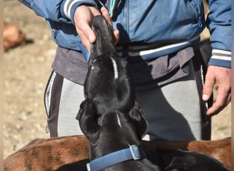 Faro2 05/2022 (in Deutschland) - verspielter und lieber, bezaubernder Galgo!