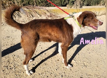 Amelia 08/2018 (ESP) - bezaubernde, ausgeglichene und soziale Hütehund-Mix Hündin!
