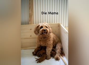 Bezaubernde Cavapoo-Welpen suchen ein liebevolles Zuhause
