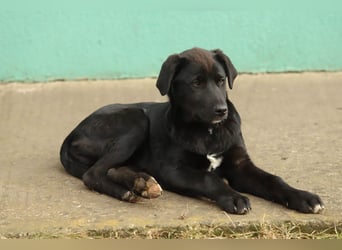 Hübscher Fido sucht seine Familie