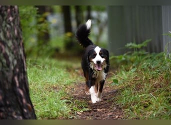 Baily, Mini Aussie, geb. 2023, freundliche Sportskanone