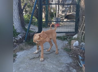 Pharaonenhund Feras