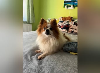 Peppino SR – kleiner Charmeur sucht großes Glück