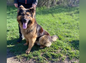 Tibo, Schäferhund Mischling