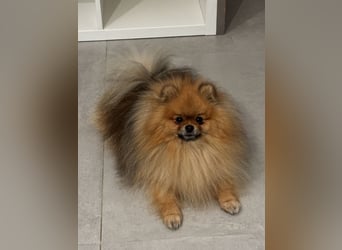 Zwergspitz  Pomeranian