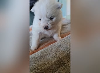 Zuckersüßer Pomeranianwelpen