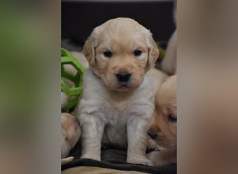 süße reinrassige Goldenretriever Welpen geboren