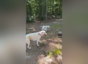 Welpen Akbas Schäferhund