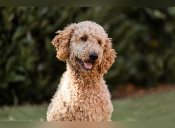 Goldendoodle Welpen
