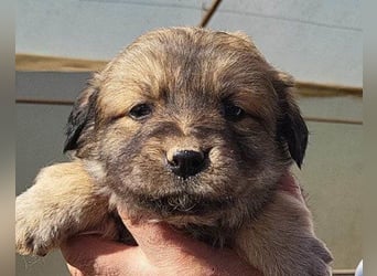 Diego ❤️ süßer, verschmuster Welpenjunge