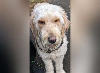 Goldendoodle - Welpen [Double-Doodle]