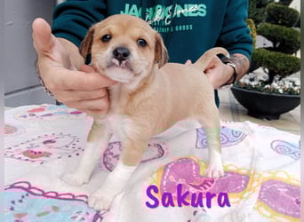 Sakura 01/2025 (ESP Pflegestelle) - neugierige, zuckersüße Ratonero Bodeguero Andaluz Welpin!