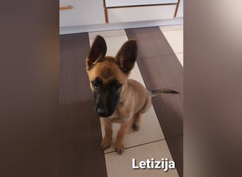 Letizija - Malinois Mix sucht passende Erziehungsberechtigte