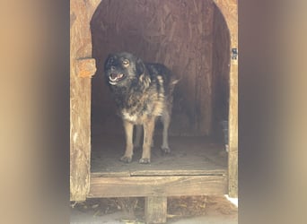 MONTI, Rüde, 7 Jahre, 51 cm, Mischling, Tierschutz