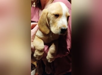 Anhängliche Beagle-Schäferhundmixwelpen suchen ein Super zu Hause