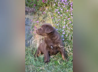 Aussiedor Aussiedorwelpe Welpe Australien Shepherd x Labrador