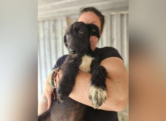 Pepper, neugierig auf das Leben