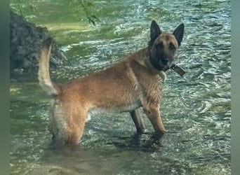 Karl ❤️ ruhig, gehorsamer Malinois-Mix