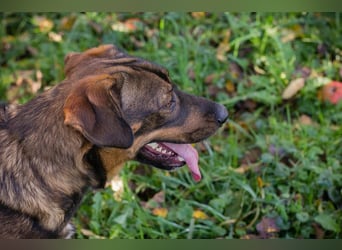 Freddy – Verspielter Entdecker sucht dich