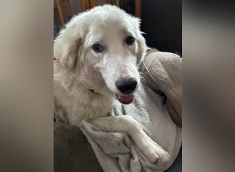 Alain: unkomplizierter Familienhund