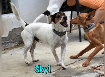 Sky1 geb. 09/2023 (ESP) - verschmuster und verspielter kleiner Bodeguero!