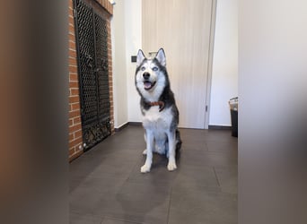 Siberian Husky Notfall dringend kinderlieb katzenverträglich lieb