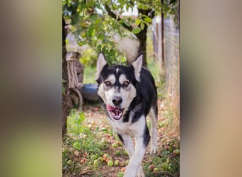 Husky Niko - hier suchen wir Menschen die sich mit dieser Hunderasse auskennt.