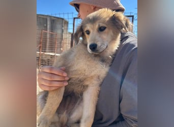 Fiete ❤️ verschmuster, offener Hundejunge