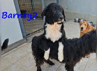 Barney2 geb. 02/2025 (GRC) - verschmuster und verspielter, charmanter Griechischer Hirtenhund Welpe!