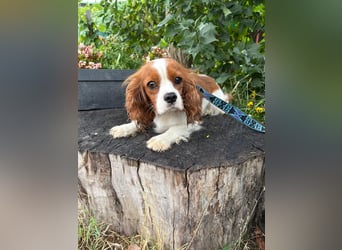 Bella, zauberhafte Hündin