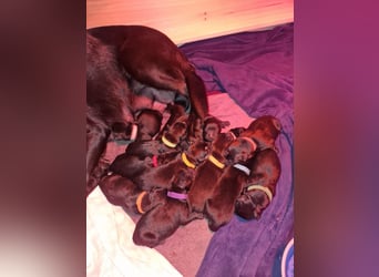 Labrador Schäferhund Mischlings Welpen